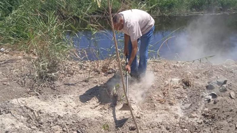 زراعة الأشجار المثمرة