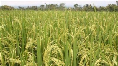 زراعة دمياط: حصاد 1900 فدان من محصول الأرز