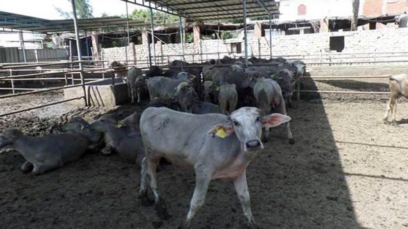 مشروع البتلو