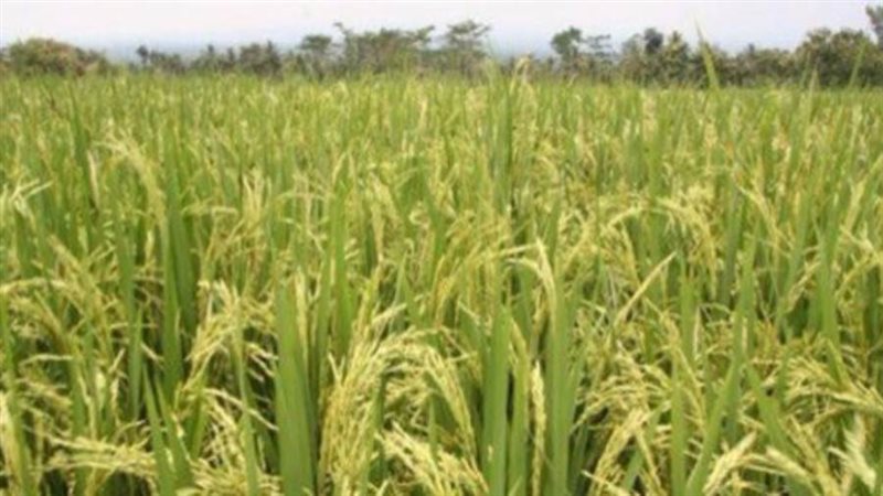 حصاد 1900 فدان من