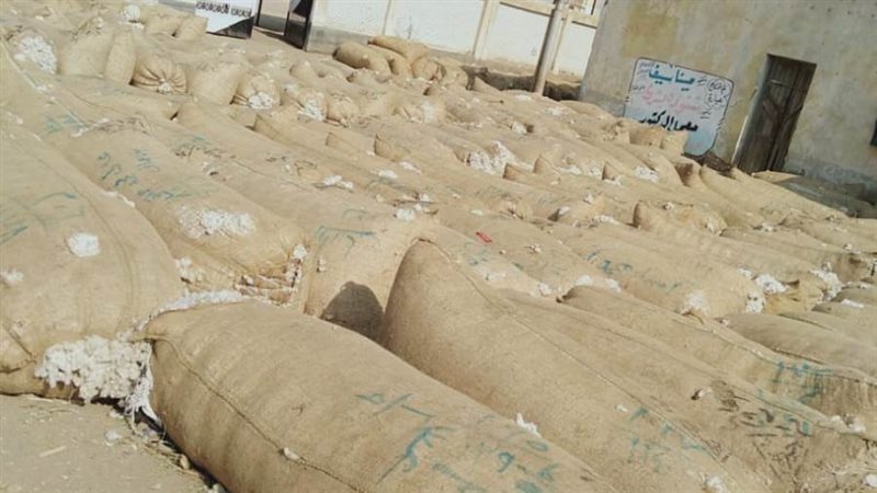 توريد القطن ببني