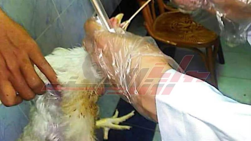 تحصين الطيور