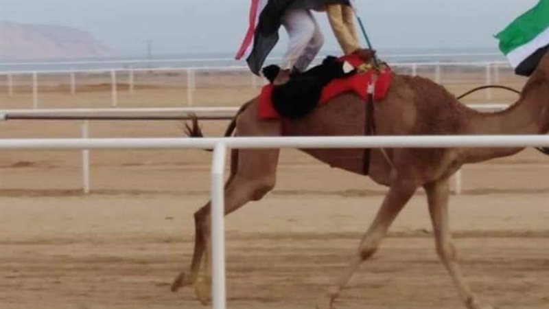 لاول مرة مهرجان الهجن