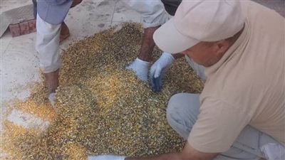 حملة مكبرة لمكافحة القوارض في 393 جمعية زراعية بالبحيرة