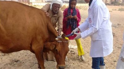 بيطري الشرقية يحصن 9 آلاف رأس ماشية للوقاية من مرض الحمى القلاعية 