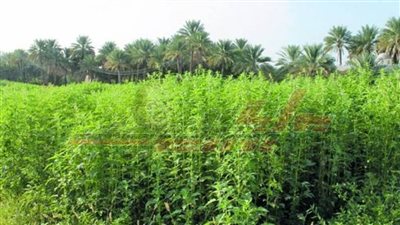 رمضان يكشف لـ