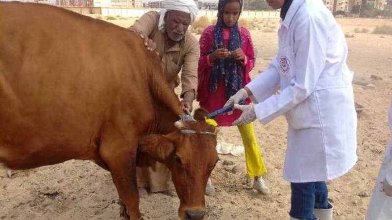 تحصين الماشية