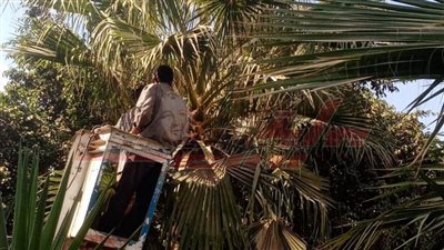 تقليم الأشجار المتداخلة مع الكهرباء وتكثيف جهود النظافة بكفر الشيخ