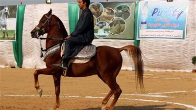 بعد غدٍ.. إطلاق مهرجان الشرقية للخيول العربية الأصيلة في دورته الـ26