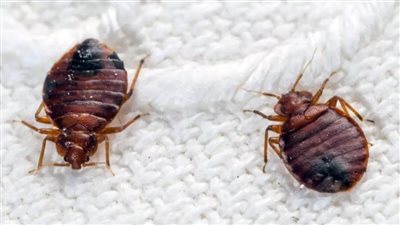 دراسة: تغير المناخ قد يتسبب في انتشار الحشرات ذات الرائحة الكريهة