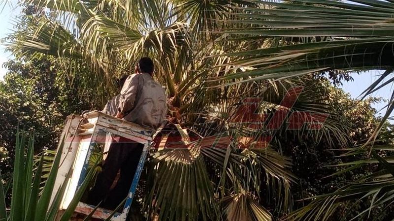 تقليم الأشجار