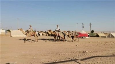 توافد المشاركين في بطولة الوادي الجديد الدولية لسباقات الهجن من السعودية والأردن