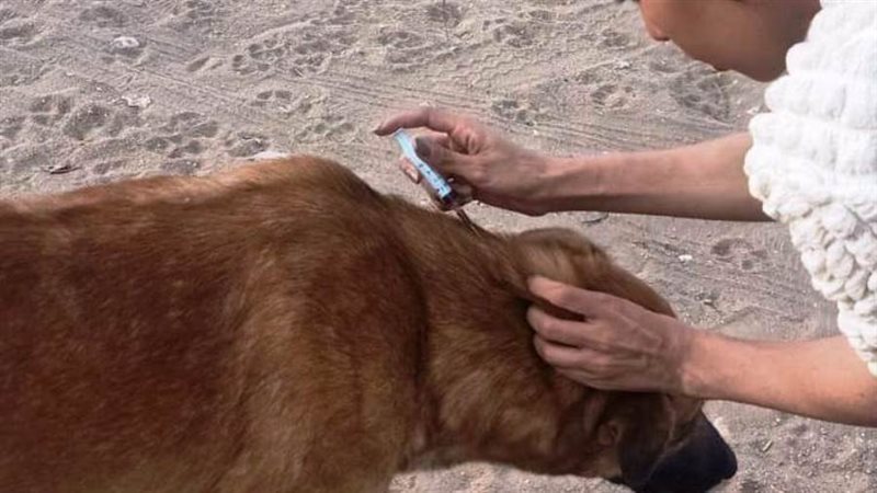 تحصين الكلاب