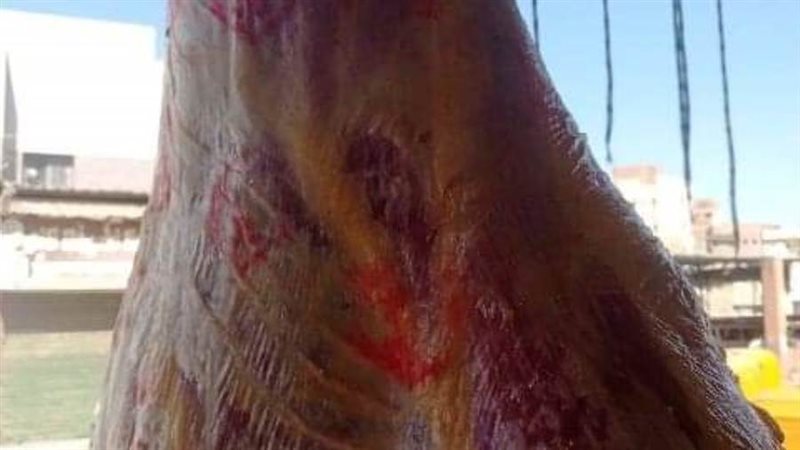 ضبط لحوم مخالفة