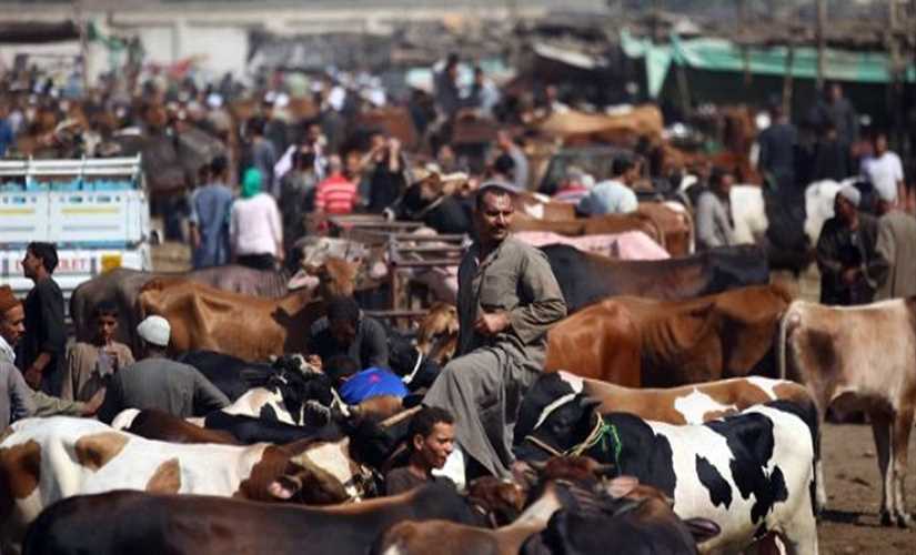 "التبن" أزمة غذاء المواشي في الصعيد
