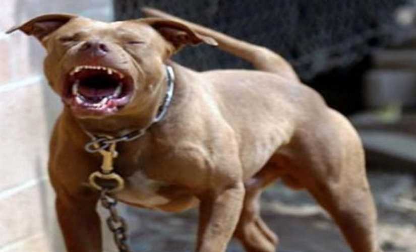 بوابة روز اليوسف كلب يقطع ذكر رجل بتحريض من عصابة