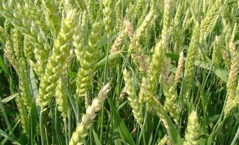 المنوفية: زراعة 121 ألف فدان قمح من المستهدف