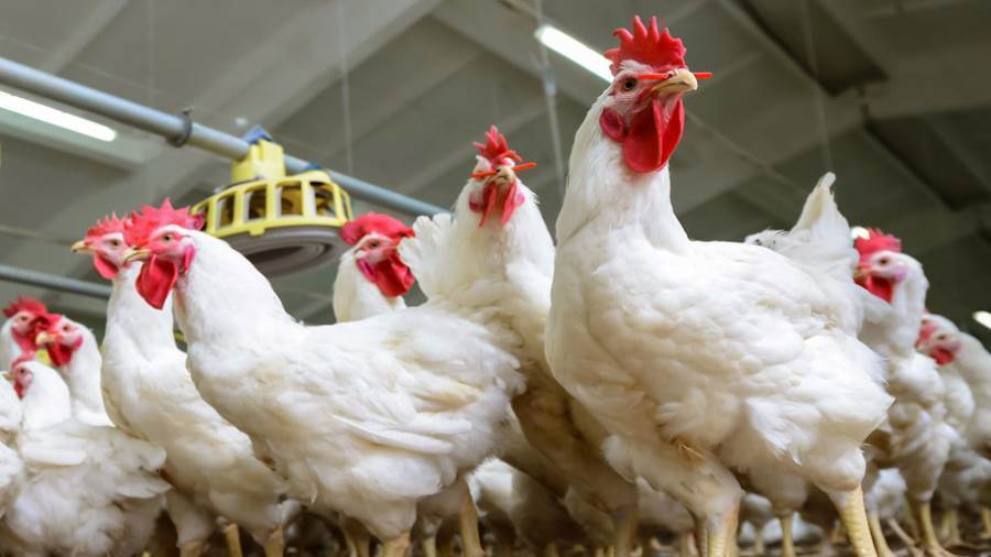 مزارع الدواجن