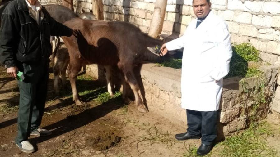 تجريح المواشى ضد الطفيليات بالبحيرة