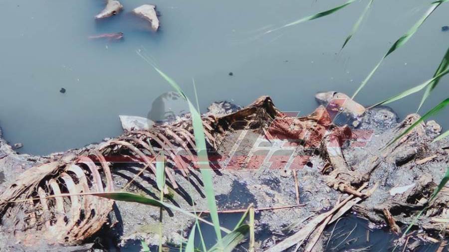 بقايا حمير مذبوحه داخل مصرف المنوفية