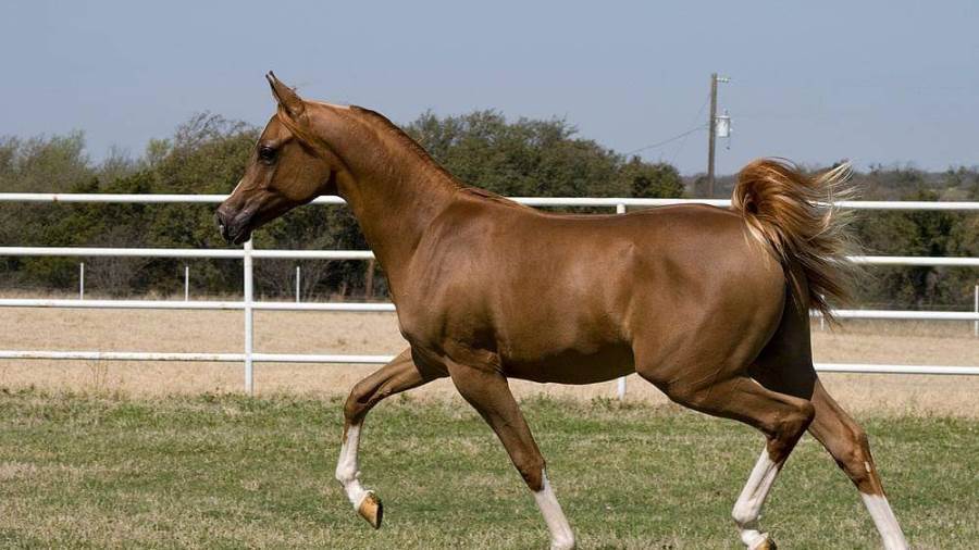 مصر تبدأ خطوات مشروع عالمى للخيول