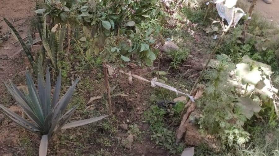 زراعة الأشجار المثمرة