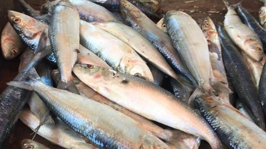 ضبط أسماك مملحة ولحوم غير صالحة للاستهلاك الآدمي