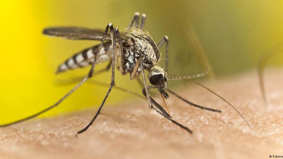 لدغات البعوض