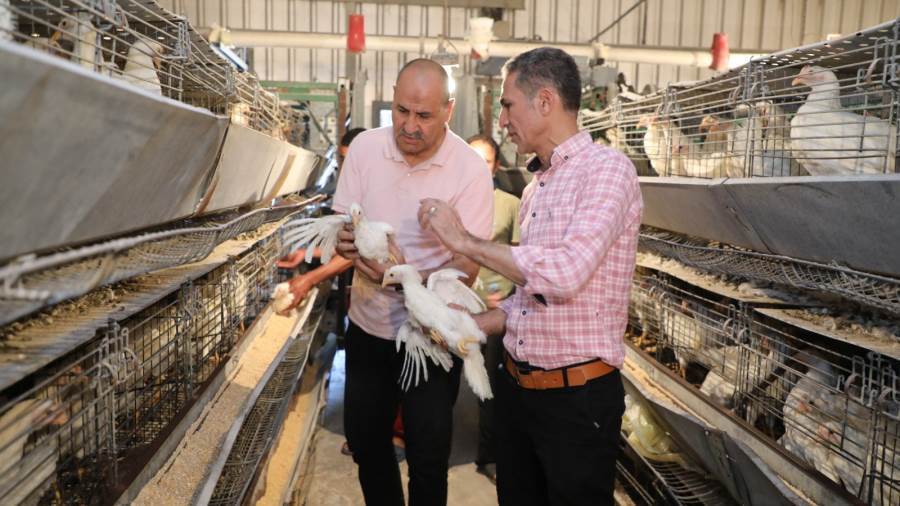 مشروعات الدواجن ببنى سويف