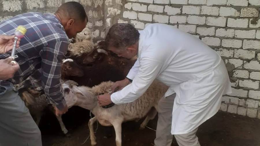 تحصين الماشية