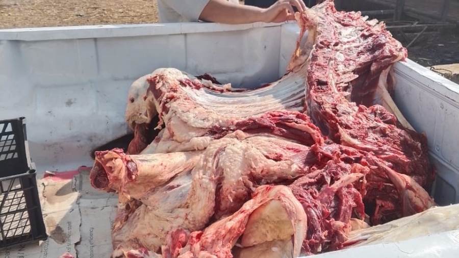 الذبيحة المضبوطة