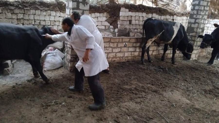 تحصين الماشية