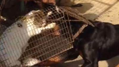 ضبط شاب يدرب كلب لافتراس الحيوانات الأليفة