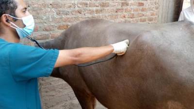 كلية الطب البيطري بجامعة سوهاج تنظم قافلتها البيطرية المجانية لقرية أولاد خليفة