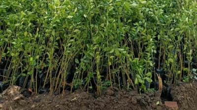 " العبور تتجمل".. زراعة 4 آلاف شجرة ليمون وزيتون بالشوارع