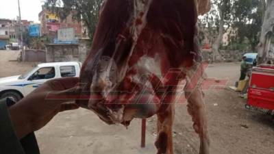 ضبط لحوم مذبوحة خارج المجازر في بيلا