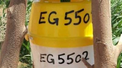 مصائد فرمونية لمراقبة دودة الحشد الخريفية بزراعات واحات الوادي الجديد