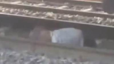 مصرع عامل أثناء عبور شريط السكة الحديد بالقناطر الخيرية 