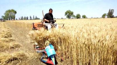 عاجل| ازرع صح.. 5 معلومات هامة لمزارعي القمح