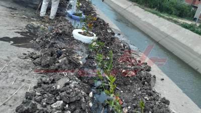 الانتهاء من زراعة 328 ألف شجرة بكفر الشيخ