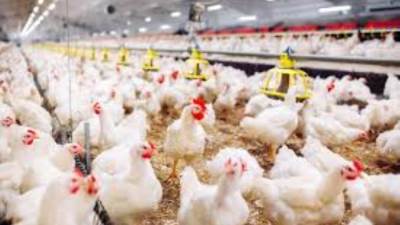 تعرف على أسعار الدواجن والبيض في الأسواق المحلية اليوم