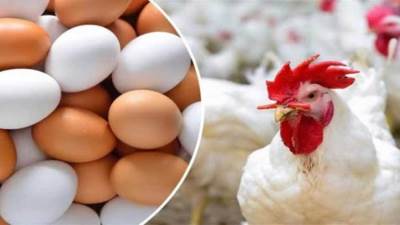 ارتفاع جديد.. أسعار الدواجن اليوم والبيض في الأسواق