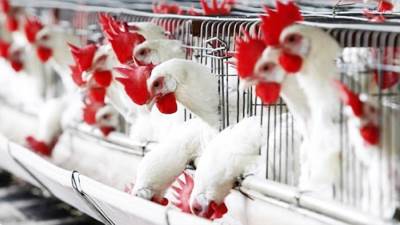 عاجل| الدواجن تستقر.. تعرف على أسعارها اليوم