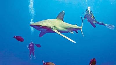 مستشار محافظ البحر الأحمر: تتبع القروش بالأقمار الصناعية لحماية الشواطئ