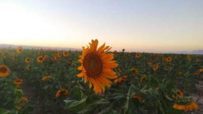 "الزراعة" تنجح في زراعة عباد الشمس الزيتي بجنوب سيناء