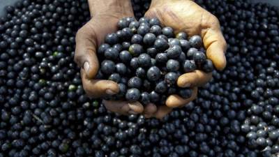 رسوم ترامب تهدد توت الآساي البرازيلي