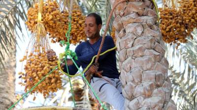 انطلاق موسم حصاد البلح في مزارع النخيل بالجيزة