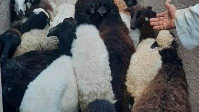 الطب البيطري يوزع 80 رأس غنم للمستفيدين بـ"عرابة أبوعزيز" بالمراغة