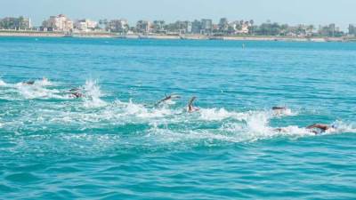 اليوم.. افتتاح بطولة العالم للسباحة بالزعانف بالمياه المفتوحة بمارينا العلمين