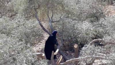 مستوطنون يقطعون 80 شجرة زيتون في واد سعير شمال شرق الخليل